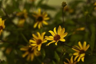 花，雨滴，紫色，水滴，天气，叶，雨