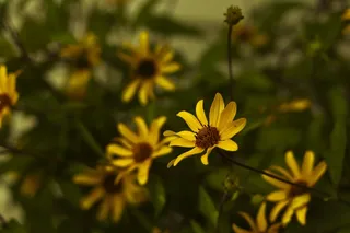 花，雨滴，紫色，水滴，天气，叶，雨