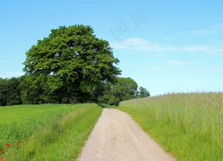 树，单独，离，车道，性质，草地，牧场