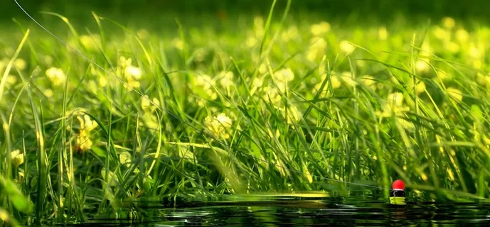 钓鱼，钩，线，夏天，春天，性质，花园