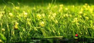 钓鱼，钩，线，夏天，春天，性质，花园