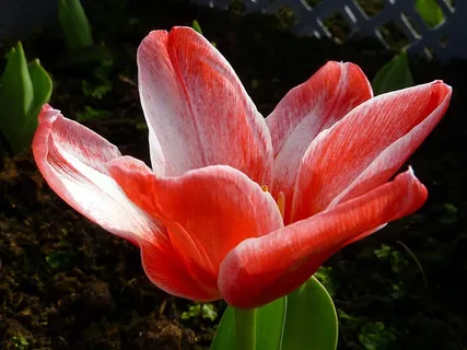 花,郁金香,红色,弗里茨·克雷斯勒,春天 花,郁金香,红色,弗里茨·克雷斯勒,春天