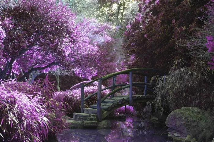 桥，粉红色，花朵，花园，公园，木，行人路