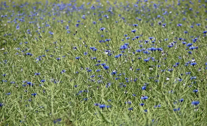 矢车菊，场，农业，食品，花草甸