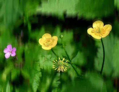 毛cup,植物,黄色花,开花,性质 毛cup,植物,黄色花,开花,性质