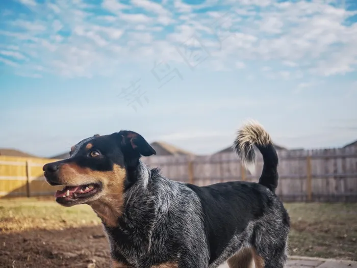 狗，小狗，蓝色Heeler，后院，天空，篱笆，快乐