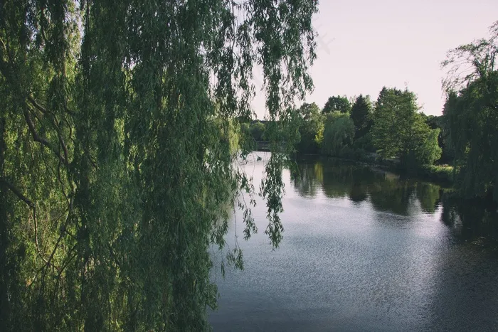垂柳,湖泊,自然公园,自然风景,江河,柳水