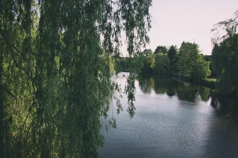 垂柳,湖泊,自然公园,自然风景,江河,柳水 垂柳,湖泊,自然公园,自然风景,江河,柳水