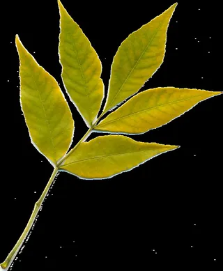 床单，秋天的叶子，黄叶，性质，黄色