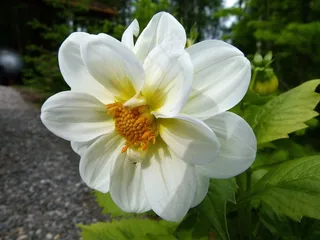 大丽花，白，花，性质，植物，花园