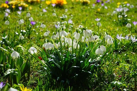 春Knotenblume，雪花，鲜花，关闭，详细信息