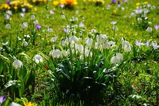 春Knotenblume，雪花，鲜花，关闭，详细信息