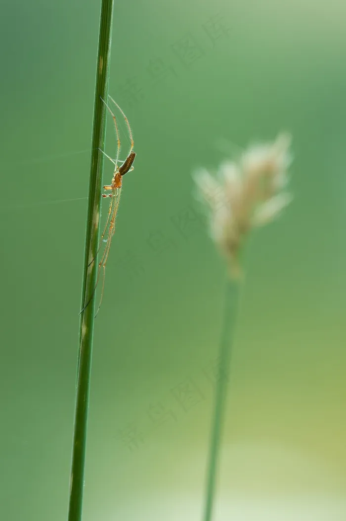 Strecker蜘蛛，Tetragnatha延伸，蜘蛛，性质
