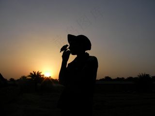 日落，鸟，自然，天空，太阳，日出，侧影