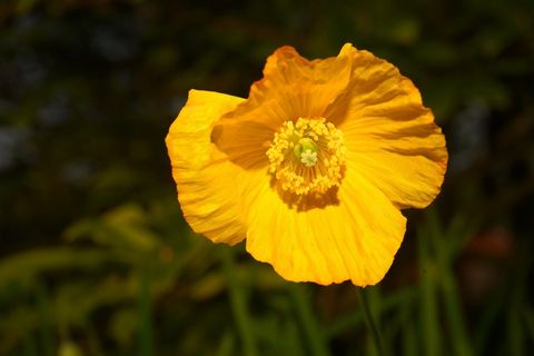 罂粟,花园,开花,黄色,自然,花 罂粟,花园,开花,黄色,自然,花