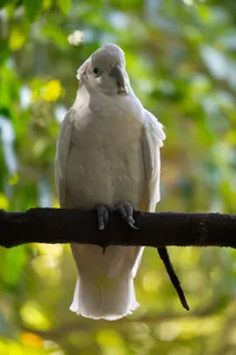 热带鸟,野生,白色,鹦鹉 热带鸟,野生,白色,鹦鹉