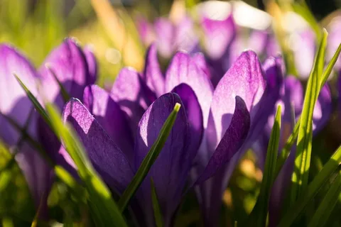 番红花,春天,鲜花,紫色,紫,草地 番红花,春天,鲜花,紫色,紫,草地