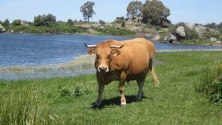 布朗牛，草，更多，坚定地，牛