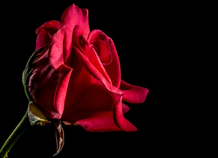 红玫瑰，玫瑰，玫瑰绽放，开花，花，花，红色