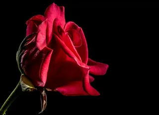 红玫瑰，玫瑰，玫瑰绽放，开花，花，花，红色