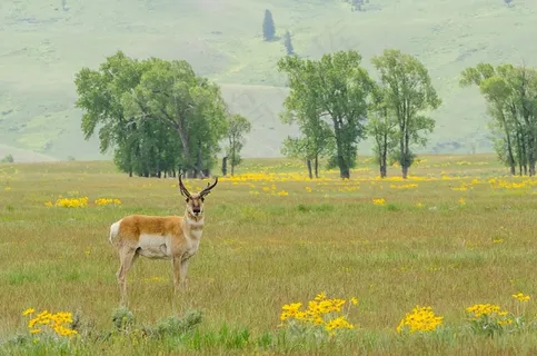 叉角羚,巴克,野生动物,动物,自然,草原 叉角羚,巴克,野生动物,动物,自然,草原
