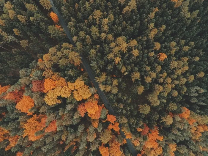 鸟瞰图，森林，树木，观点，街，道路