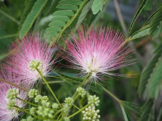 Albizia Julibrissin，花，植物