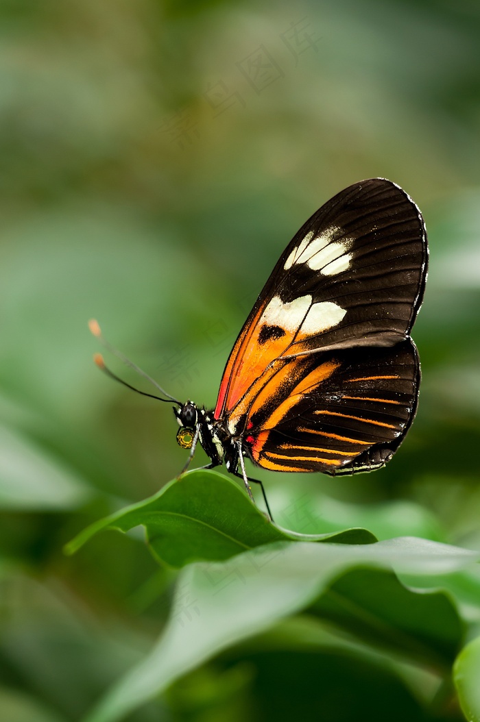 Heliconius，Melpomene，蝴蝶，异国情调