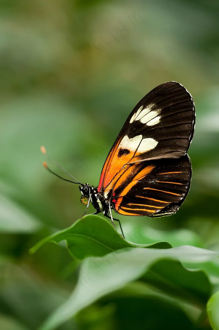 Heliconius，Melpomene，蝴蝶，异国情调