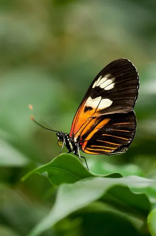 Heliconius，Melpomene，蝴蝶，异国情调