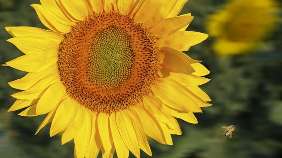 向日葵，植物，夏天，蜜蜂，黄色，植物区系，性质