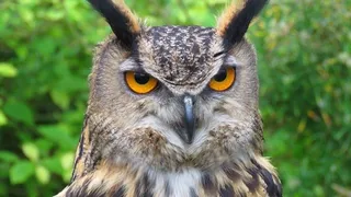 鸟类,鸟类,雕鸮,林雕鸮,长耳鸮,欧亚雕-。