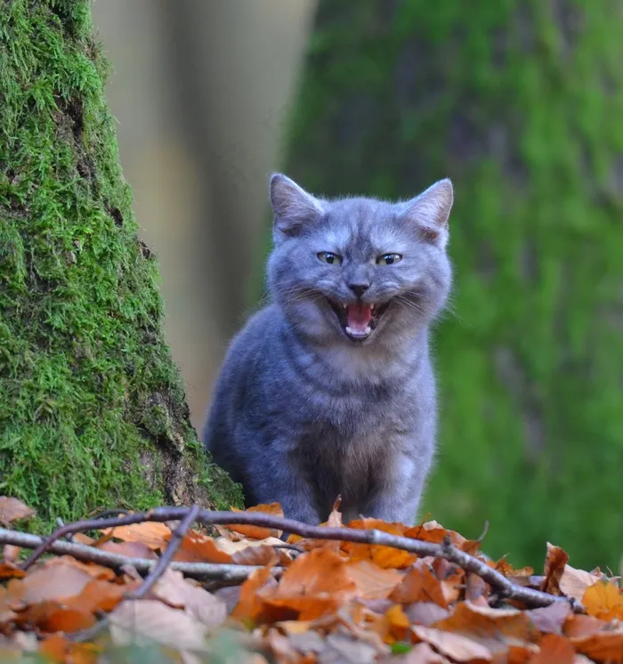 猫，年轻的猫，宿醉，树，森林，叶子，青苔