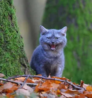 猫,年轻的猫,宿醉,树,森林,叶子,青苔 猫,年轻的猫,宿醉,树,森林,叶子,青苔