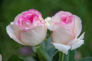 鲜花，花束，玫瑰，粉红色，公园