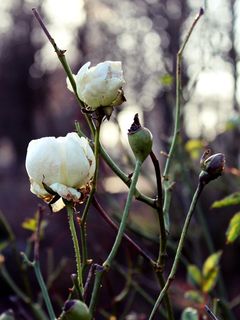 玫瑰，白，冬天，花，开花，性质