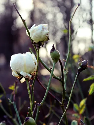 玫瑰，白，冬天，花，开花，性质