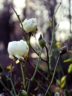 玫瑰,白,冬天,花,开花,性质 玫瑰,白,冬天,花,开花,性质