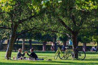 树,自然公园,草原,自然风景,雪树银花,国王花园-玩