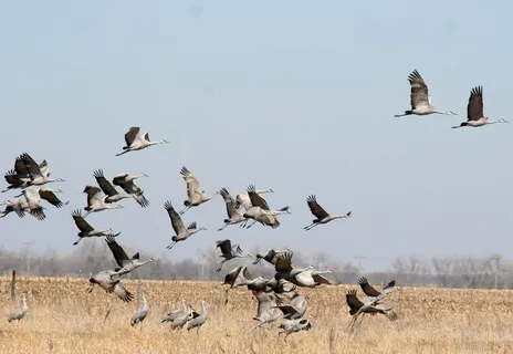 沙丘鹤，观鸟，鸟，起重机，沙丘