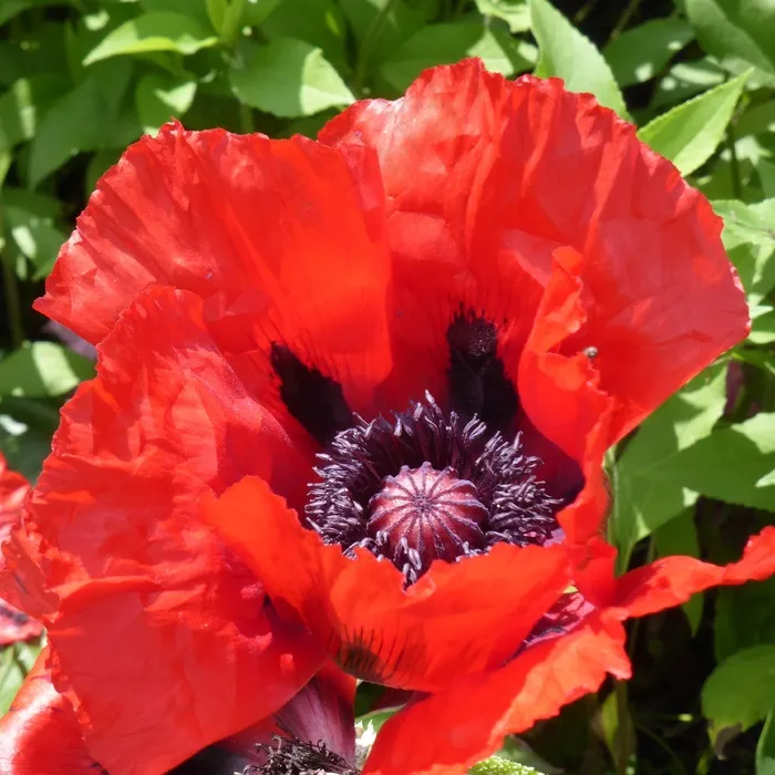 Klatschmohn，罂粟，花，开花，盛开