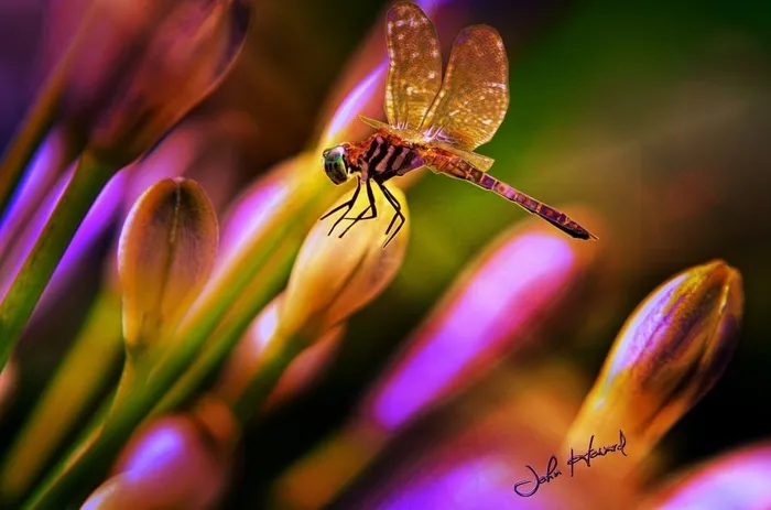 蜻蜓,食蚜蝇,豆娘,薄翅蜻蜓,蜻蜒,黄酮！