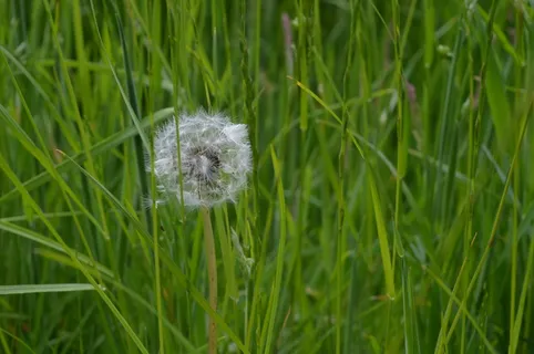 蒲公英，草，种子，田野