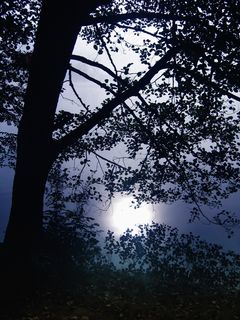 树，背光，黑森林，湖泊，蒂蒂湖，德国