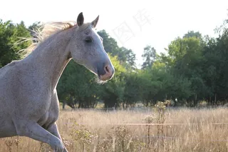 马，鬃毛，草地，夏天，草