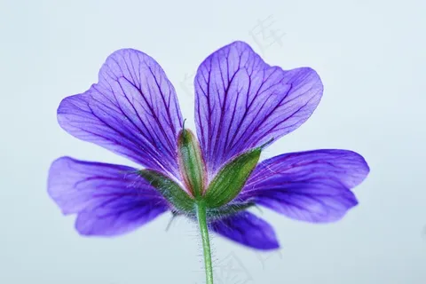 鹤嘴Blossom,开花,蓝色,盛开,花,性质 鹤嘴Blossom,开花,蓝色,盛开,花,性质