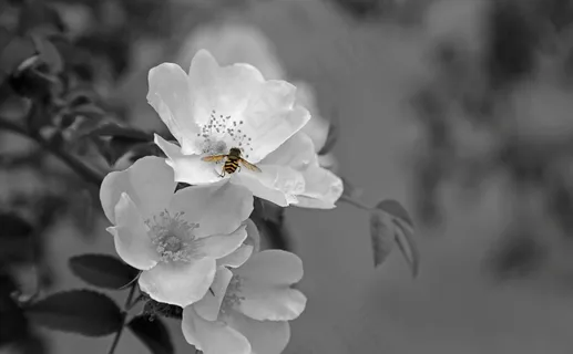 花,开花,厂,白,背光,颜色 花,开花,厂,白,背光,颜色