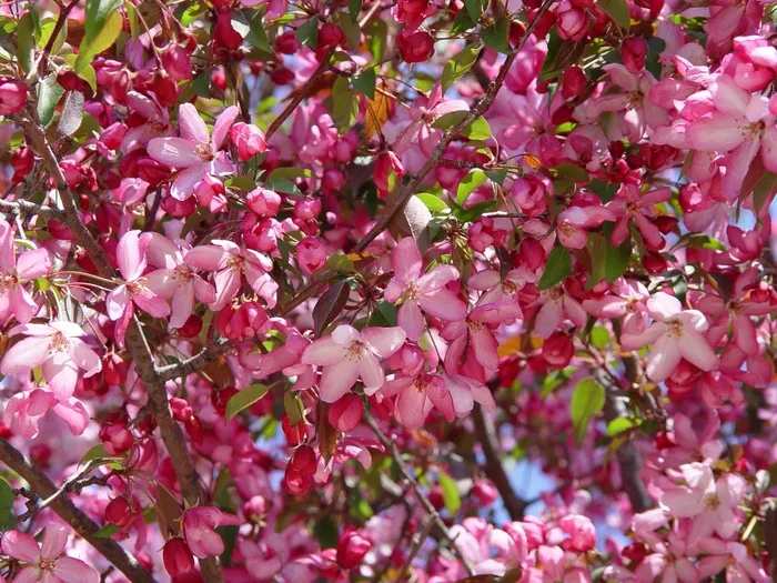 春天，花，春天的花朵，春天的花朵，苹果