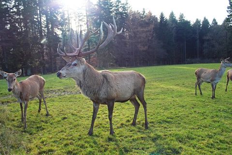 赫希，森林，自然，达姆野生，野生，Scheu