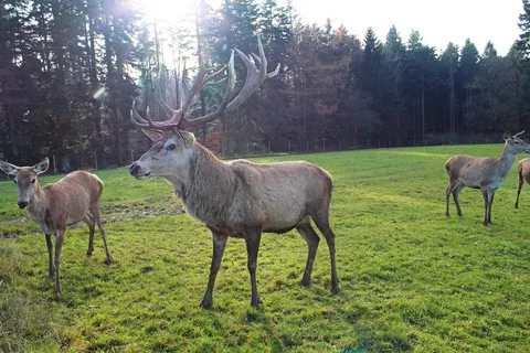 赫希，森林，自然，达姆野生，野生，Scheu